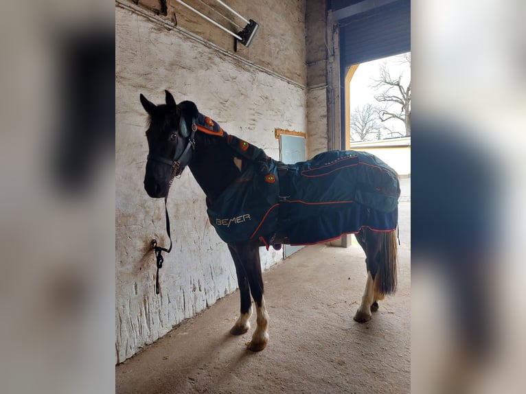 Pools warmbloed Mix Ruin 6 Jaar 178 cm Gevlekt-paard in Hecklingen
