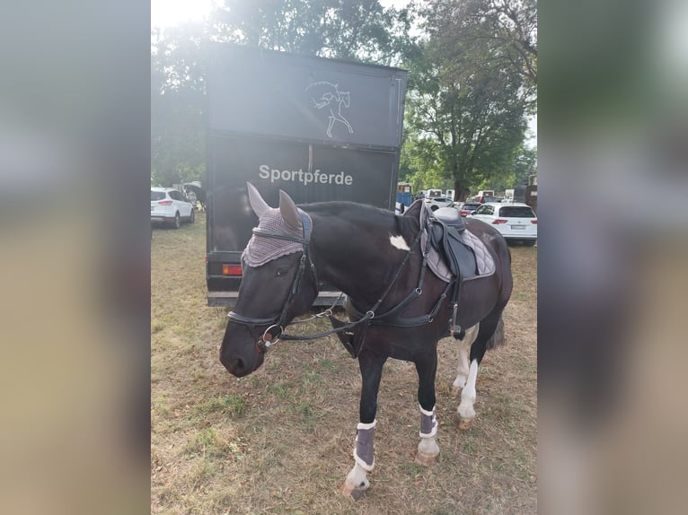 Pools warmbloed Mix Ruin 6 Jaar 178 cm Gevlekt-paard in Hecklingen