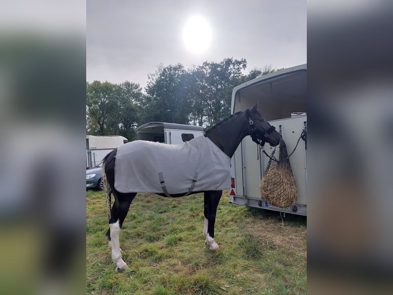 Pools warmbloed Mix Ruin 6 Jaar 178 cm Gevlekt-paard in Hecklingen