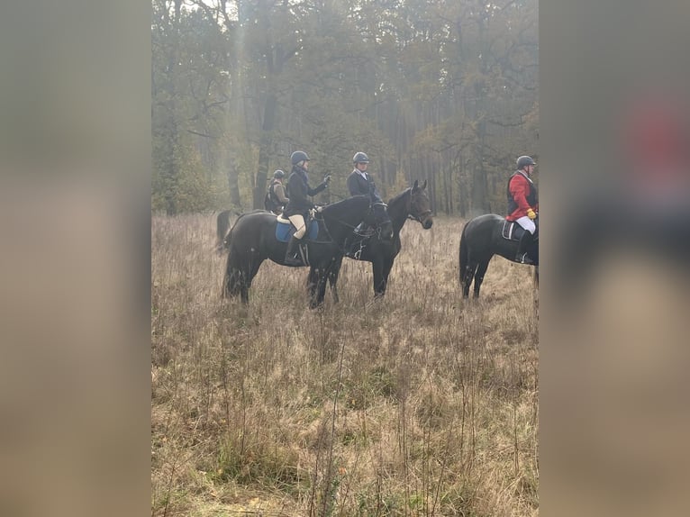 Pools warmbloed Mix Ruin 7 Jaar 165 cm Donkerbruin in Neustrelitz
