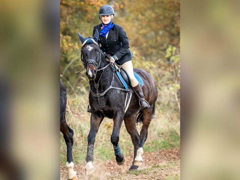 Pools warmbloed Mix Ruin 7 Jaar 165 cm Donkerbruin in Neustrelitz