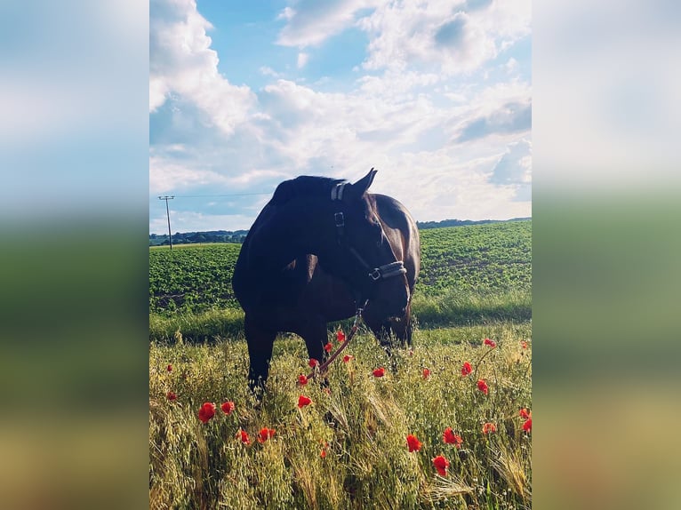 Pools warmbloed Mix Ruin 7 Jaar 165 cm Donkerbruin in Neustrelitz