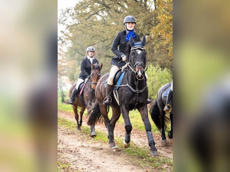 Pools warmbloed Mix Ruin 7 Jaar 165 cm Donkerbruin in Neustrelitz
