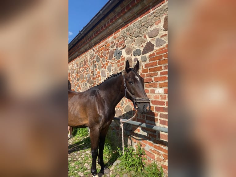 Pools warmbloed Mix Ruin 7 Jaar 165 cm Donkerbruin in Neustrelitz