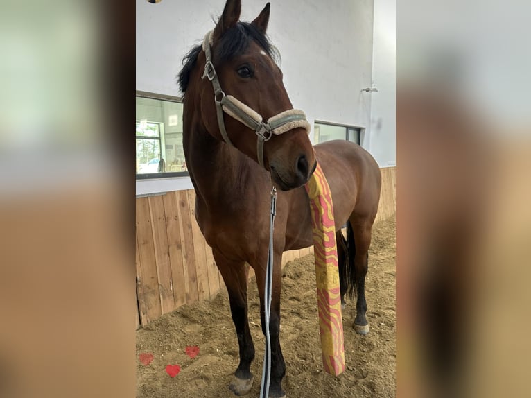 Pools warmbloed Ruin 9 Jaar 170 cm Roodbruin in Szemud