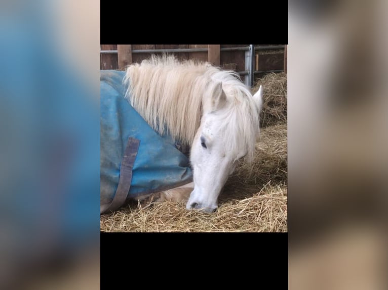Poolse Ardennen Mix Merrie 21 Jaar 130 cm Schimmel in Dietzenbach