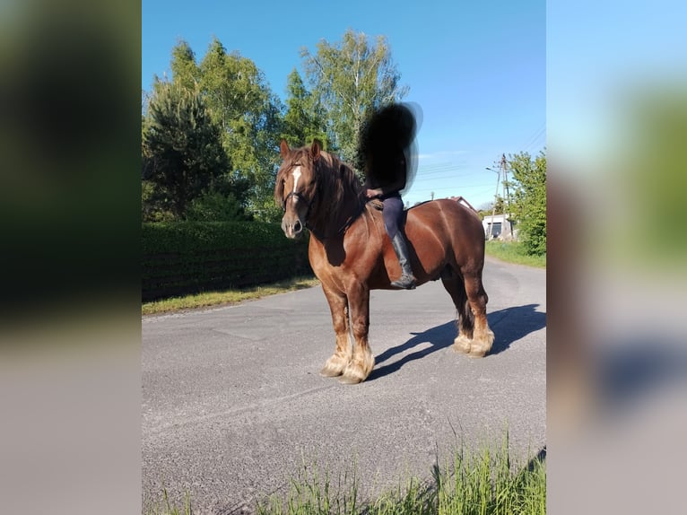 Poolse kar Bloed Hengst 10 Jaar 170 cm Vos in Uu