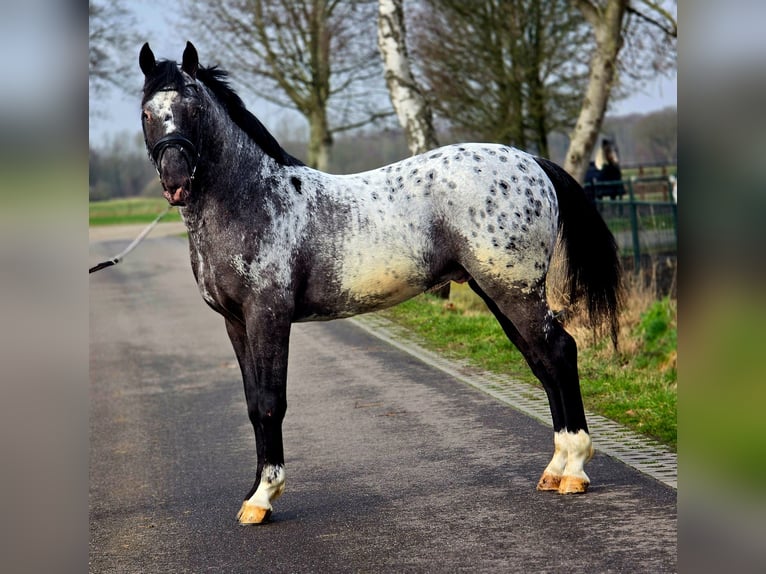 Poolse kar Bloed Hengst 3 Jaar 164 cm Appaloosa in Someren