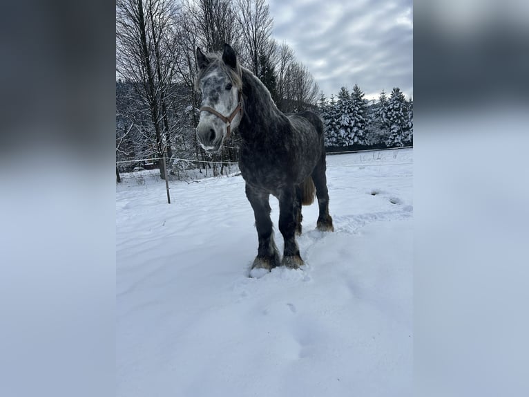 Poolse kar Bloed Hengst 4 Jaar 180 cm Appelschimmel in Jeleśnia