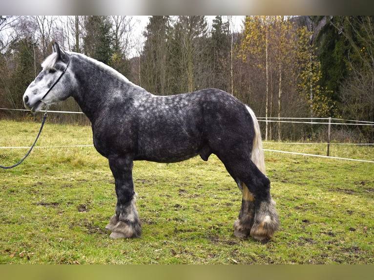 Poolse kar Bloed Hengst 4 Jaar 180 cm Appelschimmel in Jeleśnia