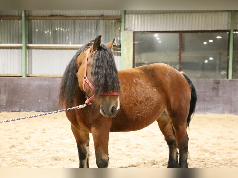 Poolse kar Bloed Hengst 6 Jaar 165 cm Donkerbruin in Emsbüren