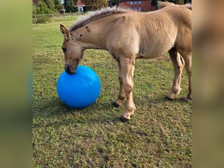 Poolse kar Bloed Hengst Veulen (06/2025) 156 cm Vos in Winsen (Aller)