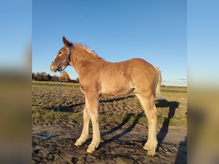 Poolse kar Bloed Hengst Veulen (09/2025) 160 cm Vos in Studzianka