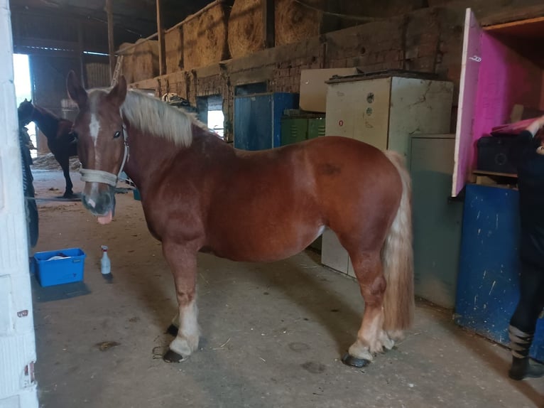 Poolse kar Bloed Merrie 10 Jaar 150 cm Vos in Ronneburg