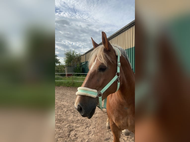 Poolse kar Bloed Merrie 10 Jaar 150 cm Vos in Ronneburg