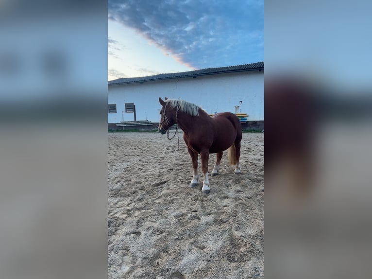 Poolse kar Bloed Merrie 10 Jaar 150 cm Vos in Ronneburg