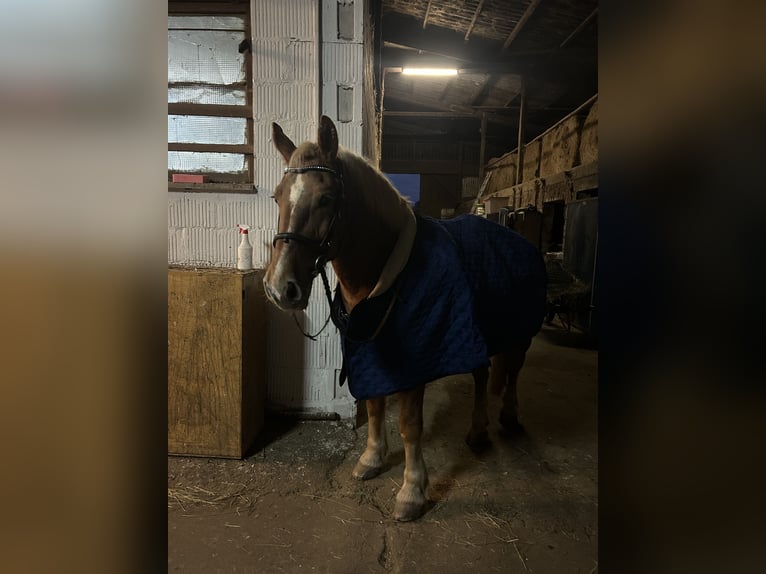 Poolse kar Bloed Merrie 10 Jaar 150 cm Vos in Ronneburg