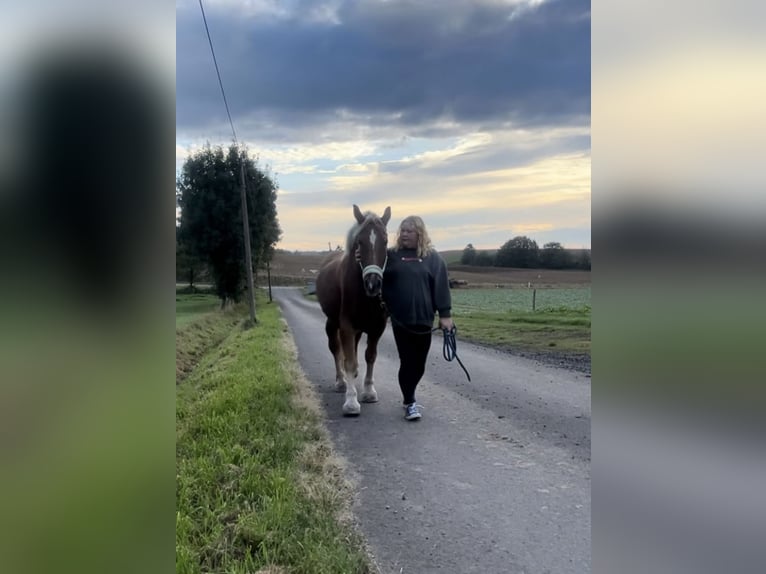 Poolse kar Bloed Merrie 10 Jaar 151 cm Vos in RonneburgRonneburg