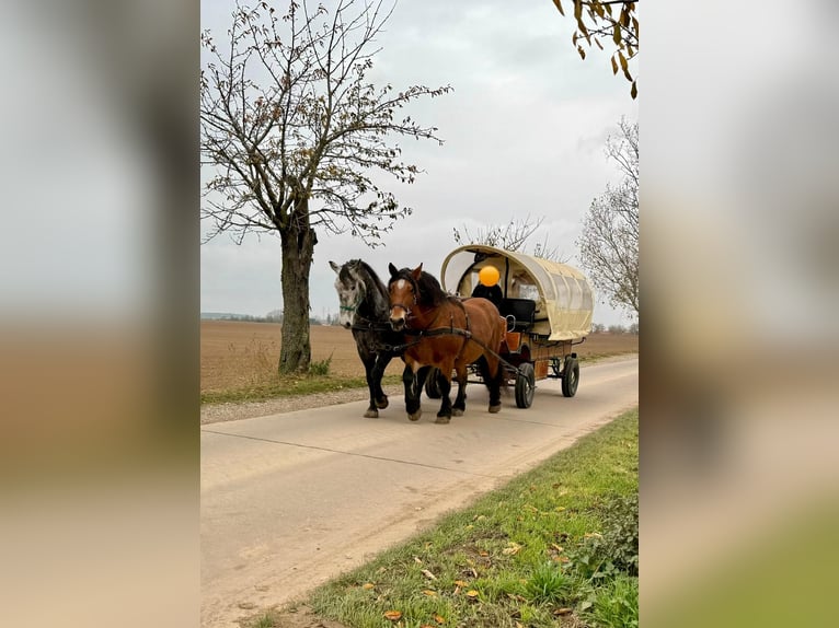 Poolse kar Bloed Merrie 10 Jaar 160 cm Bruin in Gleina