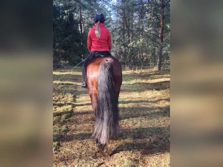 Poolse kar Bloed Mix Merrie 10 Jaar 160 cm Bruin in FORST