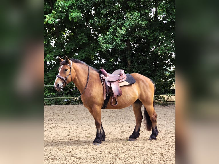 Poolse kar Bloed Merrie 10 Jaar 160 cm Bruin in Büttelborn