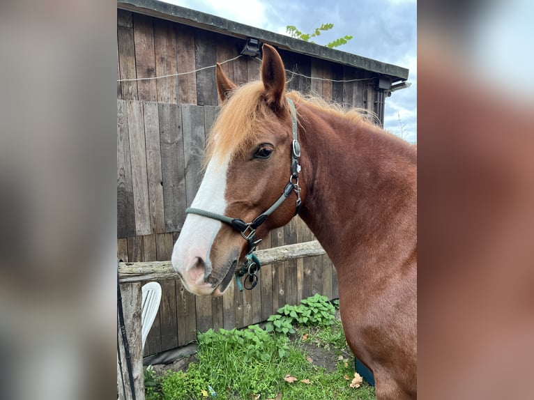 Poolse kar Bloed Merrie 10 Jaar 165 cm Vos in Ludwigsfelde