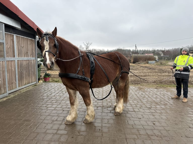 Poolse kar Bloed Merrie 11 Jaar 155 cm Vos in Ciechnowo