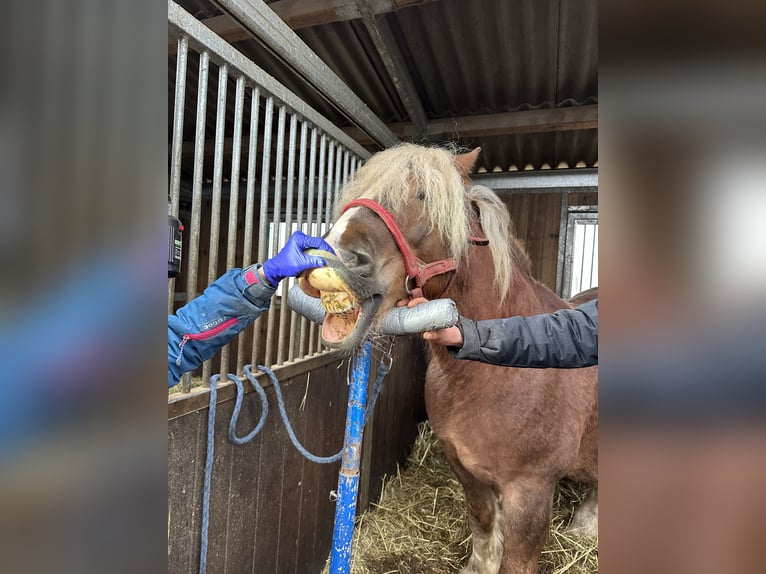 Poolse kar Bloed Merrie 11 Jaar 155 cm Vos in Ciechnowo