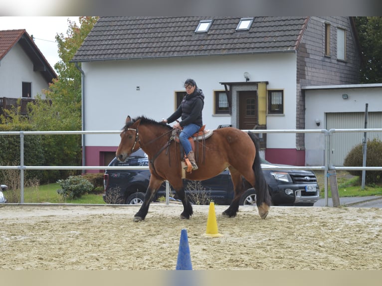 Poolse kar Bloed Merrie 11 Jaar 156 cm Bruin in Weyerbusch