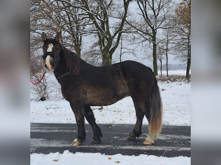 Poolse kar Bloed Merrie 11 Jaar 156 cm Donkere-vos in Forst