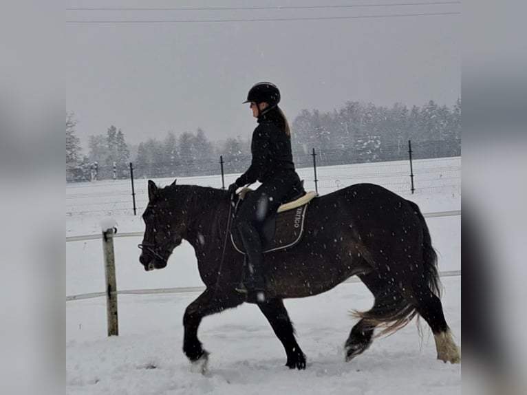 Poolse kar Bloed Merrie 11 Jaar 156 cm Donkere-vos in Forst