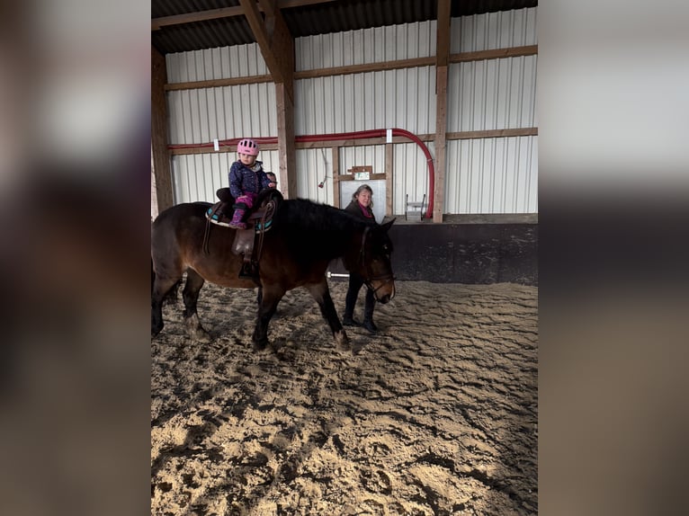 Poolse kar Bloed Merrie 11 Jaar 157 cm Bruin in Meppen