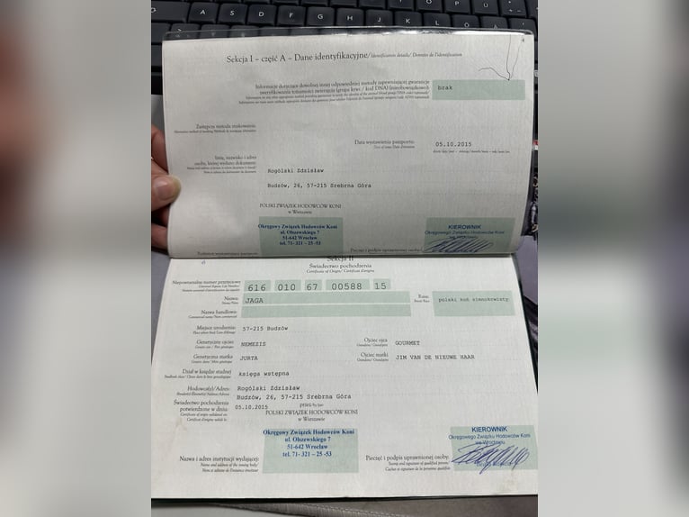 Poolse kar Bloed Merrie 11 Jaar 157 cm Bruin in Meppen