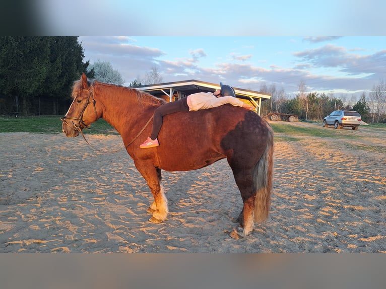 Poolse kar Bloed Merrie 11 Jaar 162 cm Donkere-vos in Forst