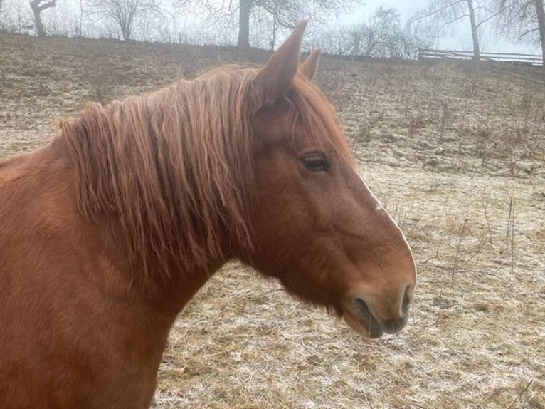 Poolse kar Bloed Mix Merrie 12 Jaar 145 cm Vos in Hünfeld