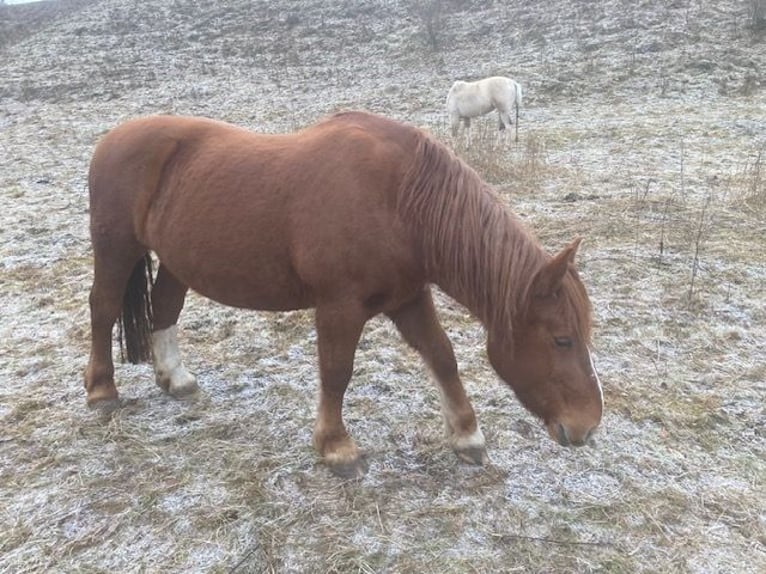 Poolse kar Bloed Mix Merrie 12 Jaar 145 cm Vos in Hünfeld