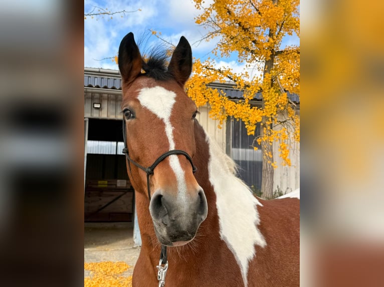 Poolse kar Bloed Merrie 12 Jaar 155 cm Gevlekt-paard in Solingen