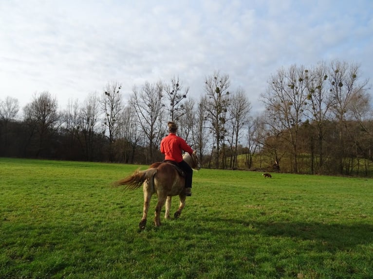 Poolse kar Bloed Merrie 13 Jaar 152 cm Bruin in Backnang