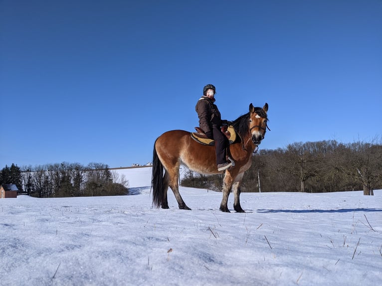 Poolse kar Bloed Merrie 13 Jaar 152 cm Bruin in Backnang