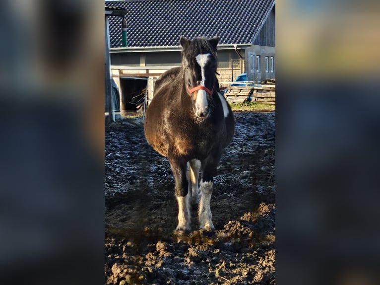 Poolse kar Bloed Merrie 13 Jaar 160 cm Gevlekt-paard in Bad Grund