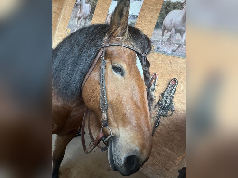 Poolse kar Bloed Merrie 14 Jaar 162 cm Bruin in Hainrode