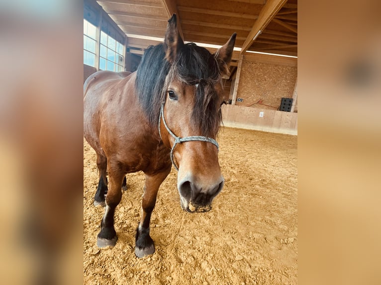 Poolse kar Bloed Merrie 14 Jaar 162 cm Bruin in Hainrode