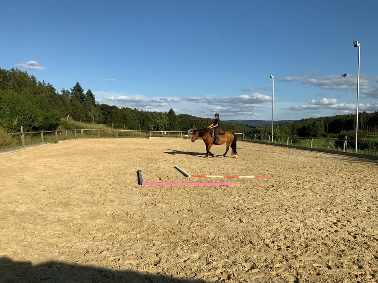 Poolse kar Bloed Merrie 15 Jaar 158 cm Bruin in Erbacher