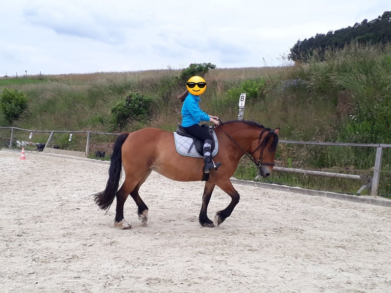 Poolse kar Bloed Merrie 15 Jaar 158 cm Bruin in Erbacher