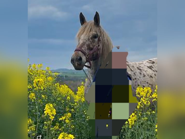 Poolse kar Bloed Mix Merrie 15 Jaar 163 cm Appaloosa in Niederkumbd