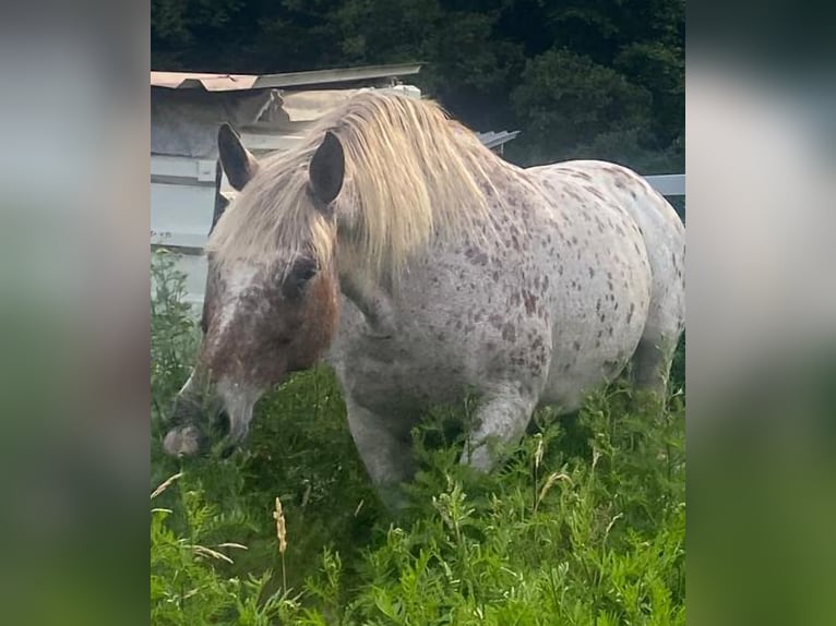 Poolse kar Bloed Mix Merrie 15 Jaar 163 cm Appaloosa in Niederkumbd