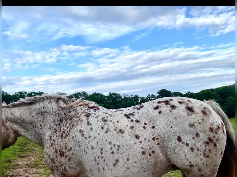 Poolse kar Bloed Mix Merrie 15 Jaar 163 cm Appaloosa in Niederkumbd