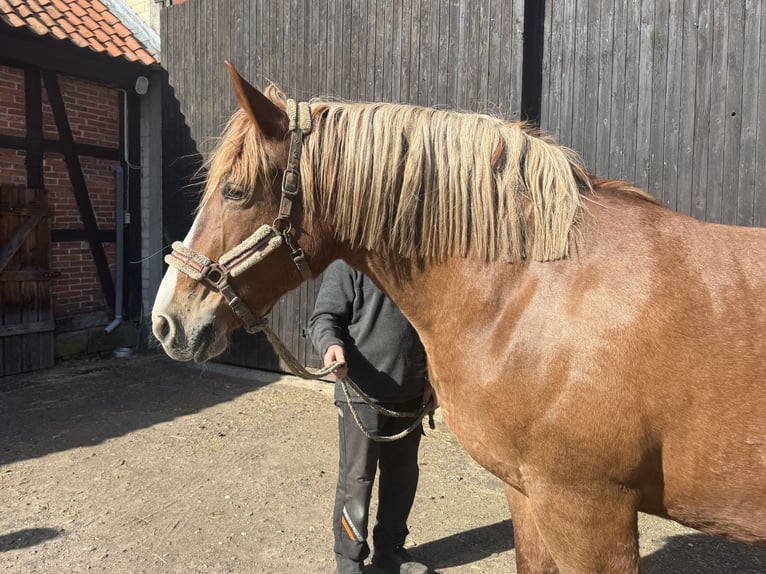 Poolse kar Bloed Merrie 18 Jaar 163 cm Donkere-vos in Winsen (Aller)