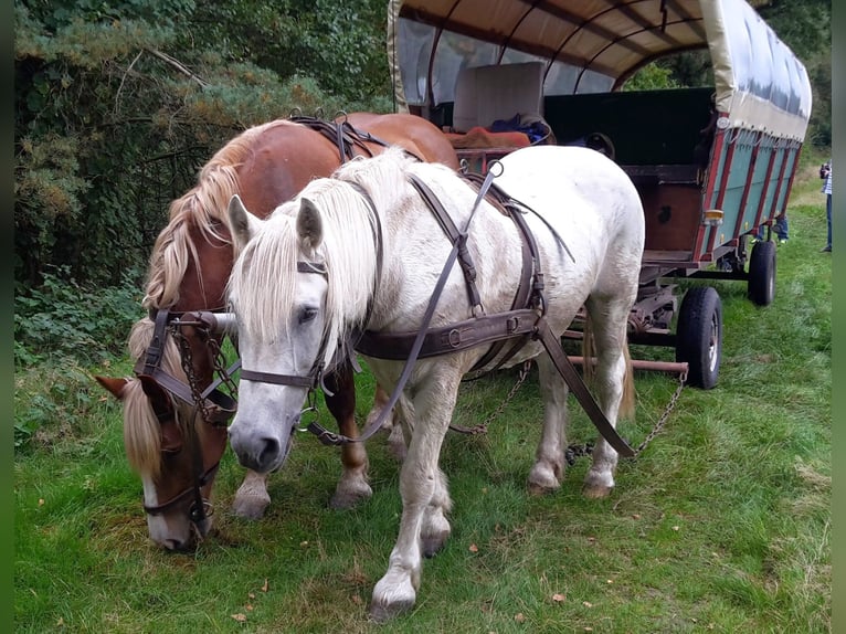 Poolse kar Bloed Merrie 18 Jaar 163 cm Donkere-vos in Winsen (Aller)
