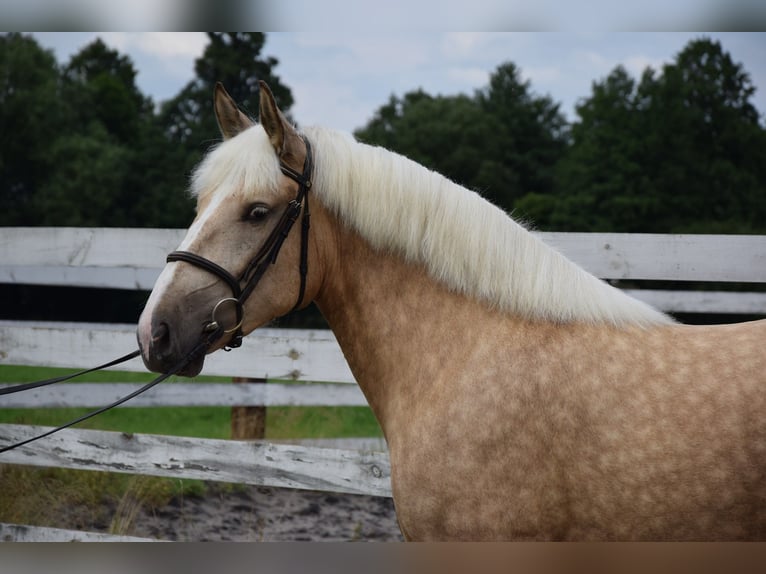Poolse kar Bloed Merrie 2 Jaar 161 cm Palomino in Che&#x142;mno